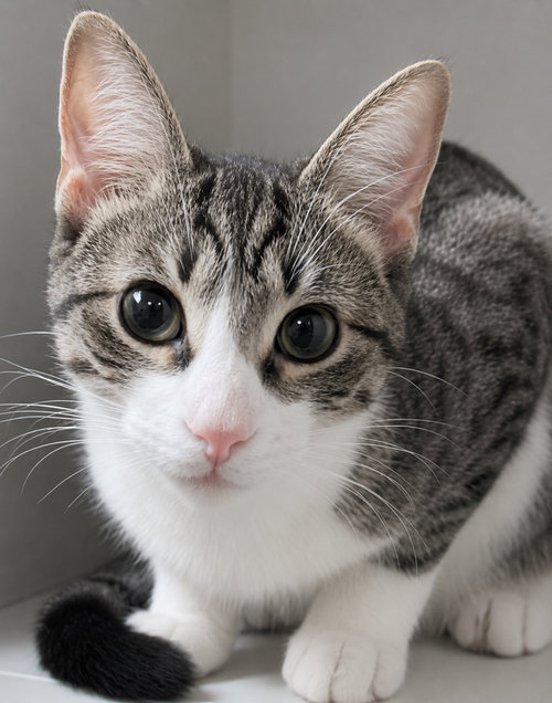 Biscuit, Baby Domestic Short Hair, cat for adoption in Calumet City, Illinois