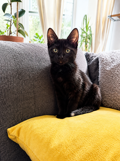 Sol, Baby Domestic Short Hair, cat for adoption in Calumet City, Illinois