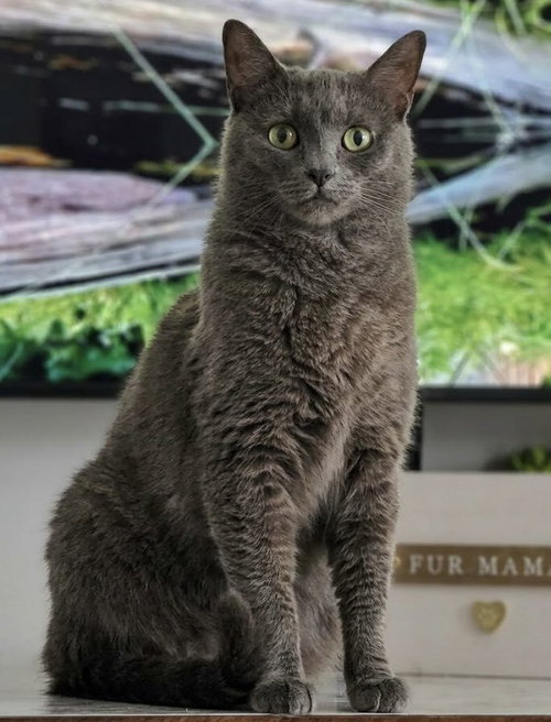 Ed, Adult Domestic Short Hair, cat for adoption in Des Plaines, Illinois