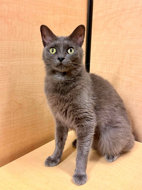 Ed, Adult Domestic Short Hair, cat for adoption in Glenview, Illinois