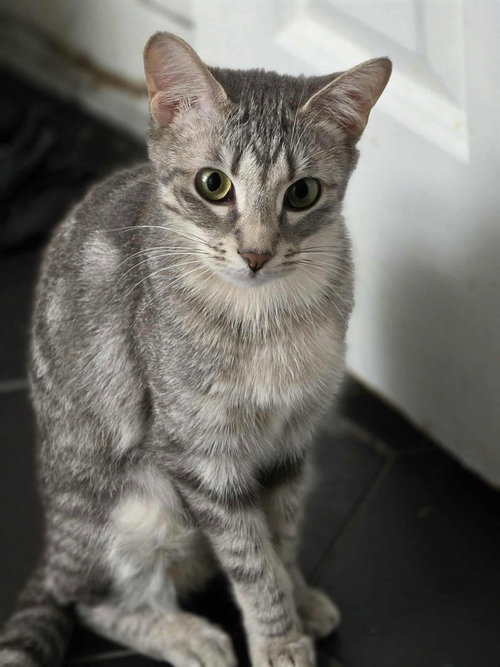 Flora, Young Domestic Short Hair, cat for adoption in Des Plaines, Illinois