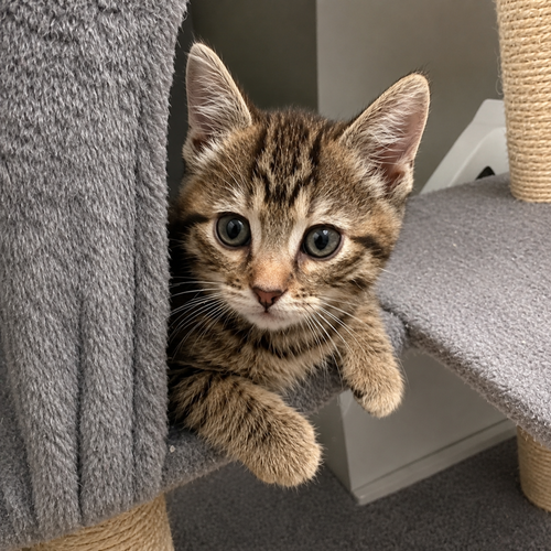Discovery, Baby Domestic Short Hair, cat for adoption in Calumet City, Illinois