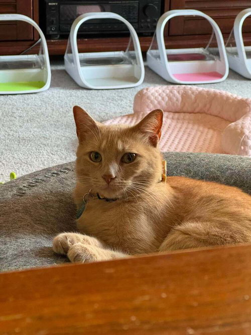 Sam, Young Domestic Short Hair, cat for adoption in Des Plaines, Illinois