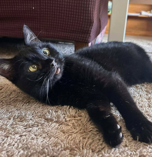 Fig (aka Reputation)