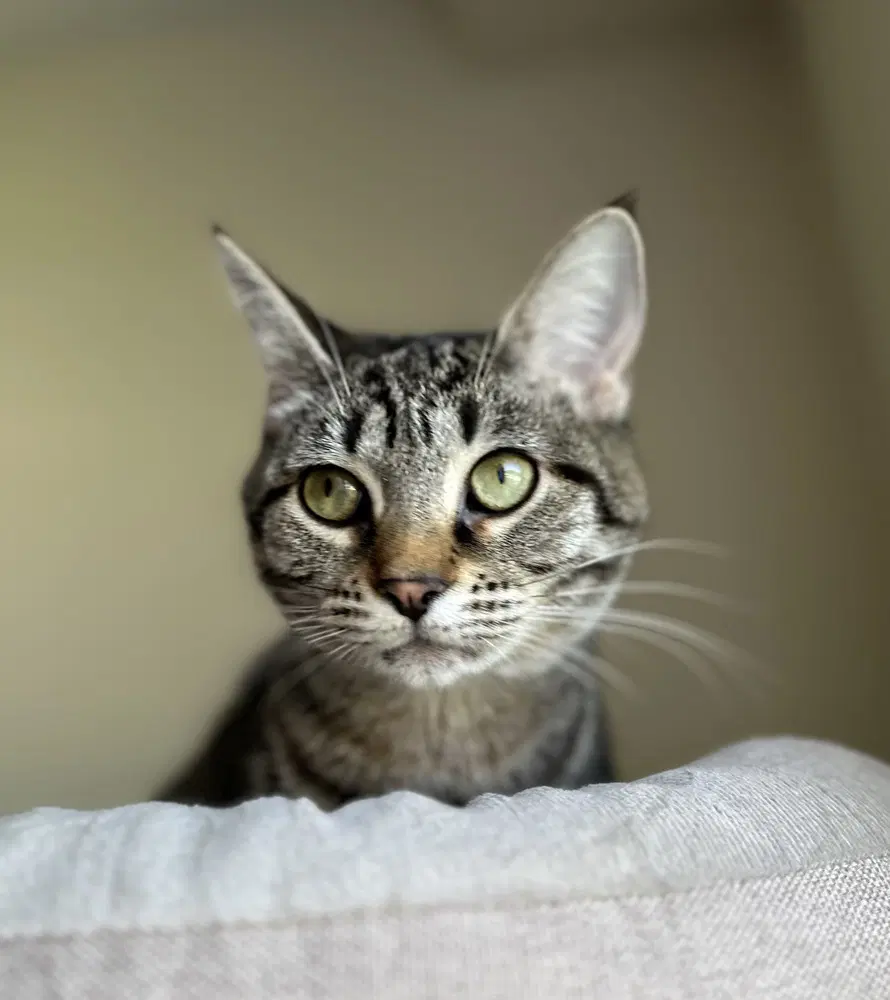 Bonnie - Domestic Short Hair