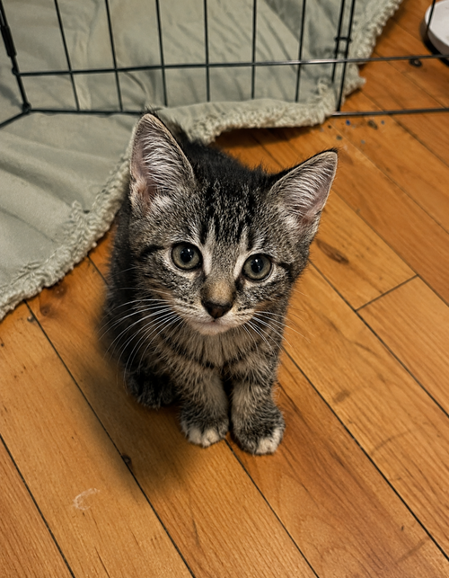 Quercus, Baby Domestic Short Hair (short coat), cat for adoption in Calumet City, Illinois