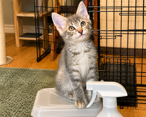 Bay Laurel, Baby Domestic Short Hair (short coat), cat for adoption in Calumet City, Illinois