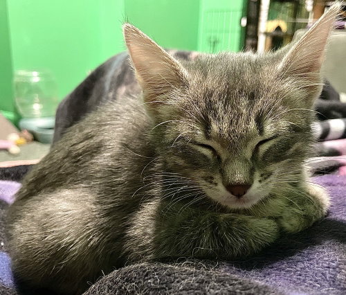 Bay Laurel, Baby Domestic Short Hair (short coat), cat for adoption in Waukegan, Illinois