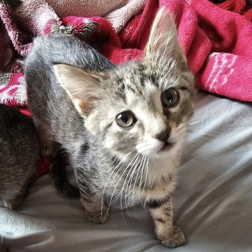Nami, Baby Domestic Short Hair, cat for adoption in Des Plaines, Illinois