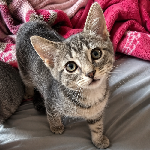 Nami, Baby Domestic Short Hair, cat for adoption in Calumet City, Illinois