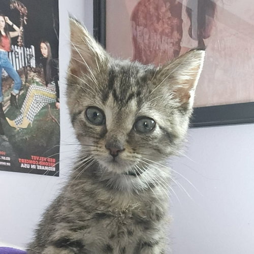 Luffy, Baby Domestic Short Hair, cat for adoption in Des Plaines, Illinois
