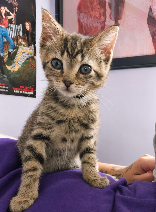 Luffy, Baby Domestic Short Hair, cat for adoption in Aurora, Illinois