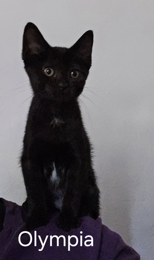 Olympia, Baby Domestic Short Hair, cat for adoption in Tinley Park, Illinois