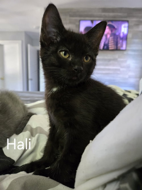 Hali, Baby Domestic Short Hair, cat for adoption in Tinley Park, Illinois