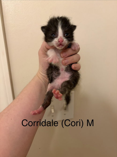 Corridale, Baby Domestic Medium Hair, cat for adoption in Orland Park, Illinois