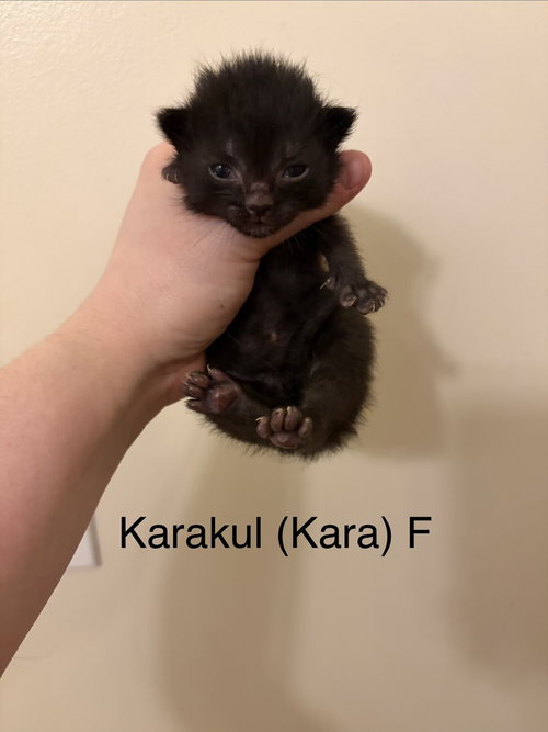 Karakul, Baby Domestic Medium Hair, cat for adoption in Orland Park, Illinois