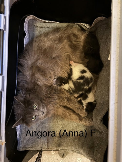 Angora