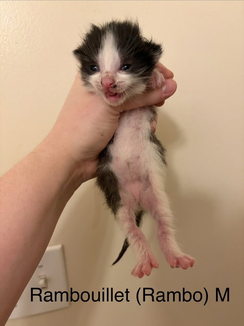Rambouillet, Baby Domestic Medium Hair, cat for adoption in Orland Park, Illinois