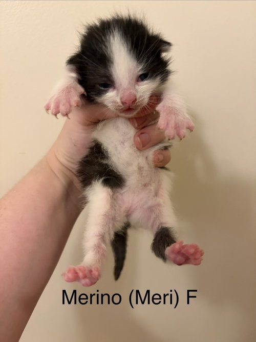 Merino, Baby Domestic Medium Hair, cat for adoption in Orland Park, Illinois