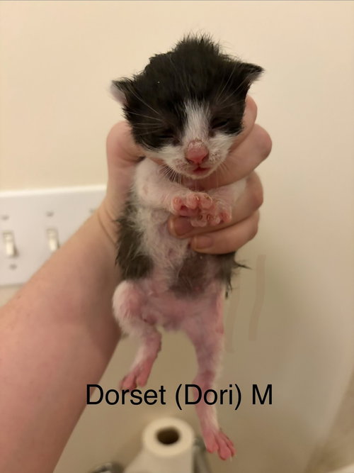 Dorset, Baby Domestic Medium Hair, cat for adoption in Orland Park, Illinois