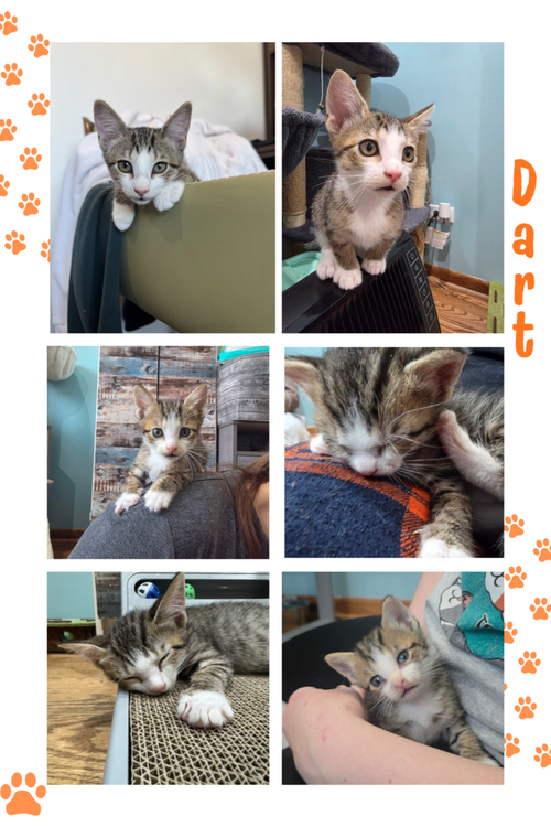Photo 3 of Dart
