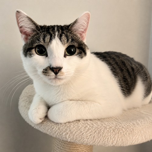 Milo, Young Domestic Short Hair, cat for adoption in Calumet City, Illinois