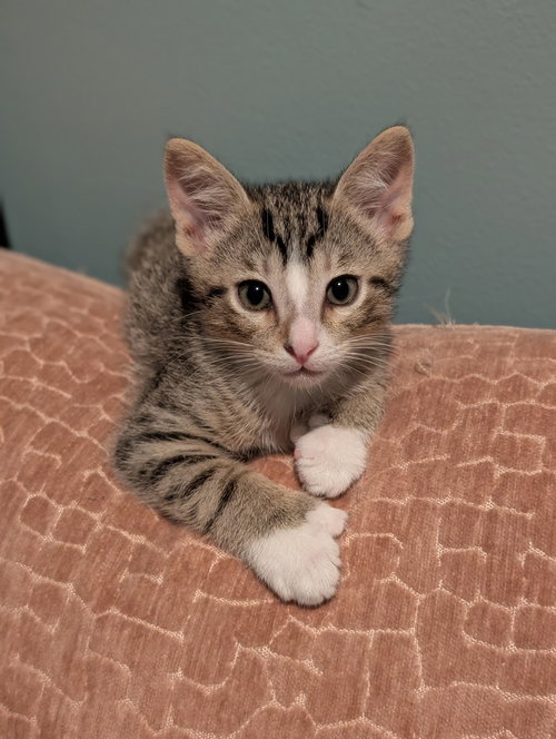 Leo
