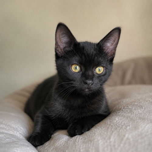Sierra, Baby Domestic Short Hair, cat for adoption in Calumet City, Illinois