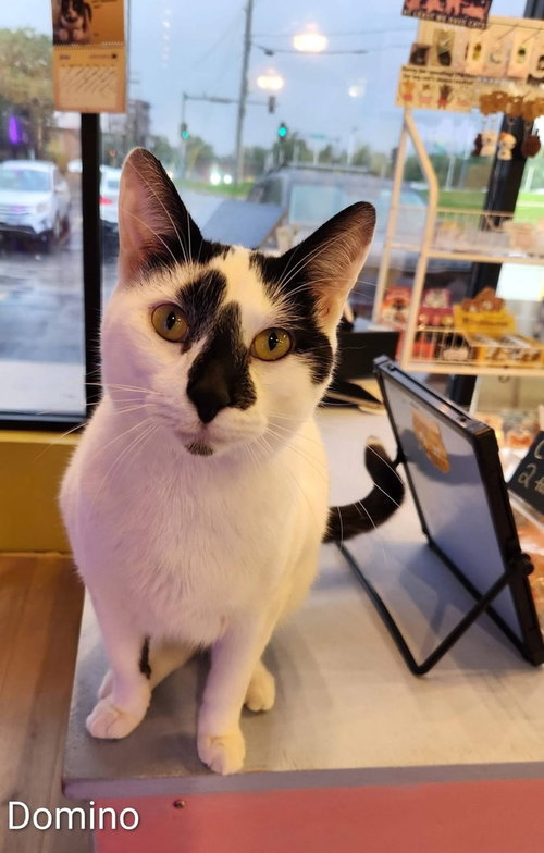 Domino, Adult Domestic Short Hair, cat for adoption in Cicero, Illinois
