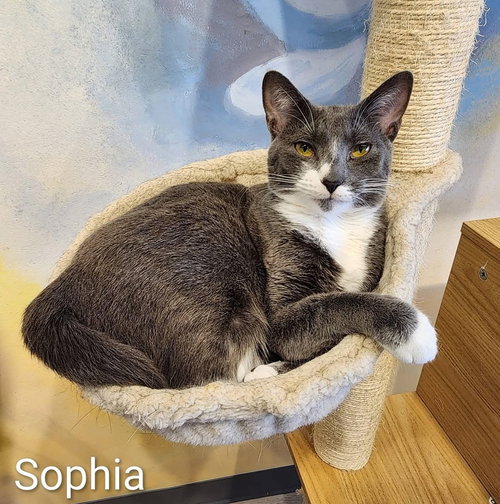 Sophia, Adult Domestic Short Hair, cat for adoption in Cicero, Illinois