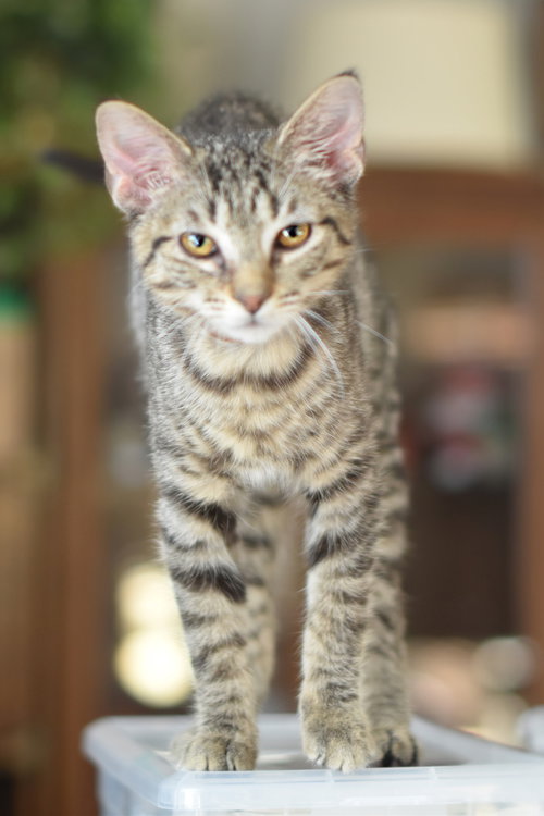 Flint, Baby Domestic Short Hair (short coat), cat for adoption in Waukegan, Illinois