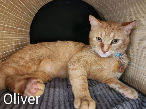 Oliver
