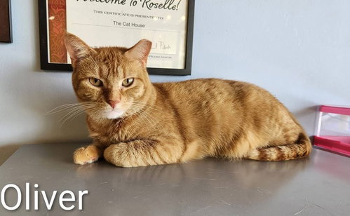 Oliver, a cat for adoption from Forever Fortunate Felines