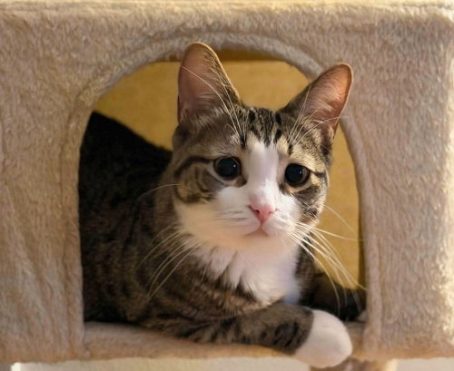 Finn, Young Domestic Short Hair (short coat), cat for adoption in Calumet City, Illinois