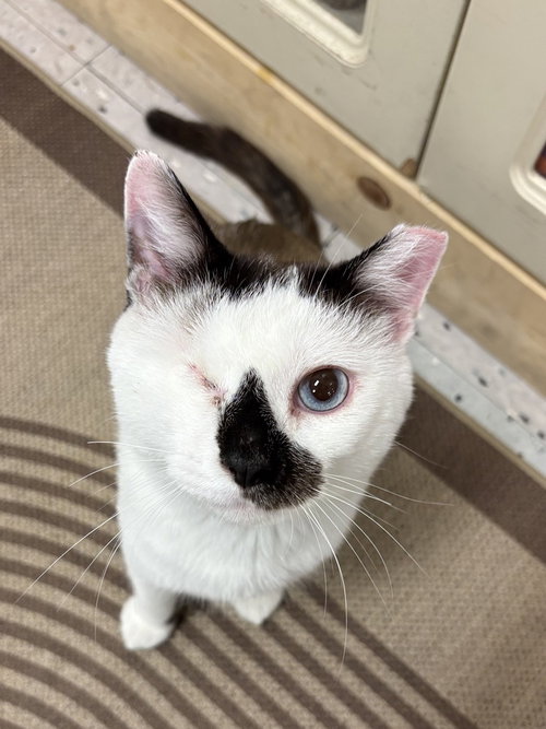 Cafecito, Adult Siamese / Domestic Short Hair, cat for adoption in Cicero, Illinois