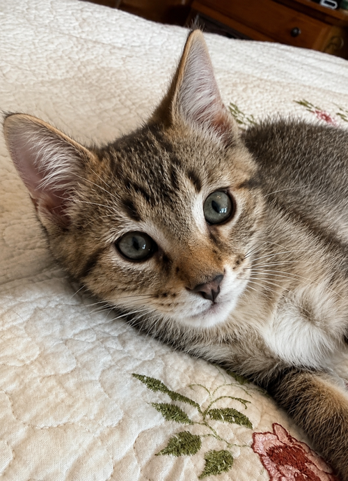 Panzerotti, Baby Domestic Short Hair, cat for adoption in Calumet City, Illinois
