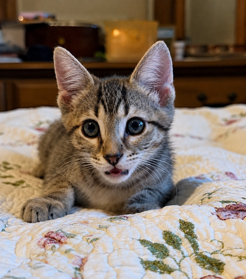 Pizza Roll, Baby Domestic Short Hair, cat for adoption in Waukegan, Illinois
