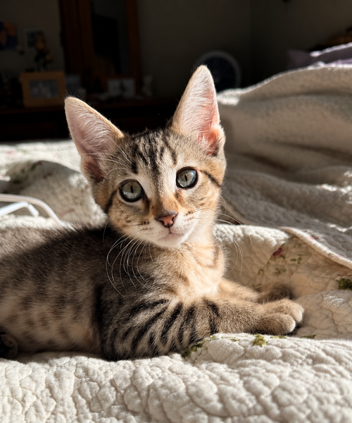Deep Dish Pizza, Baby Domestic Short Hair, cat for adoption in Calumet City, Illinois