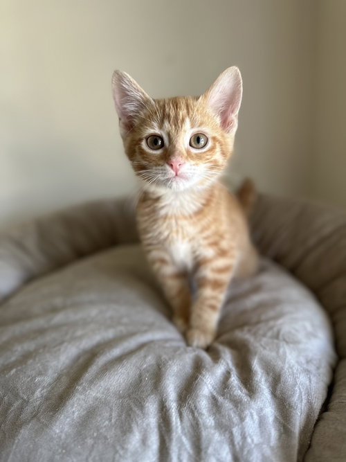 Scarlet Bandit
