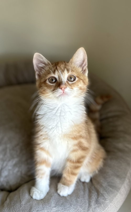 Monster Mutt Dalmatian, an adoptable Domestic Medium Hair in Palatine, IL