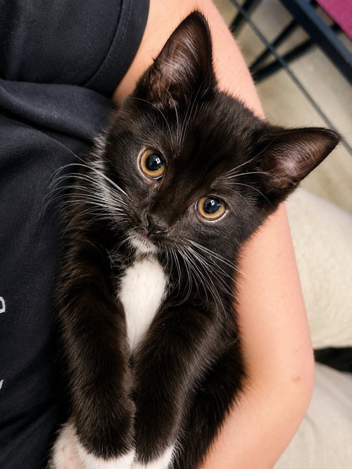 Violet, Baby Domestic Short Hair, cat for adoption in Aurora, Illinois