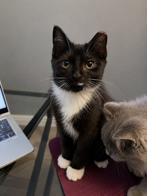 Violet, Baby Domestic Short Hair, cat for adoption in Cicero, Illinois
