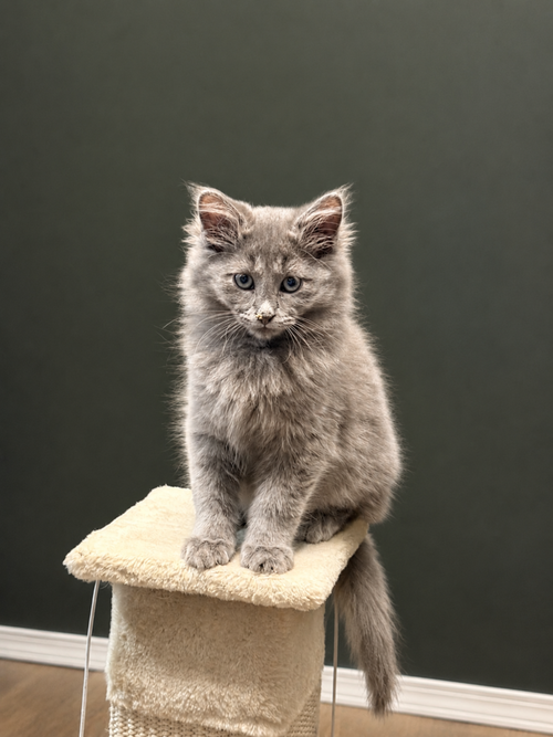 Vincent, Baby Domestic Long Hair / Nebelung (long coat), cat for adoption in Cicero, Illinois