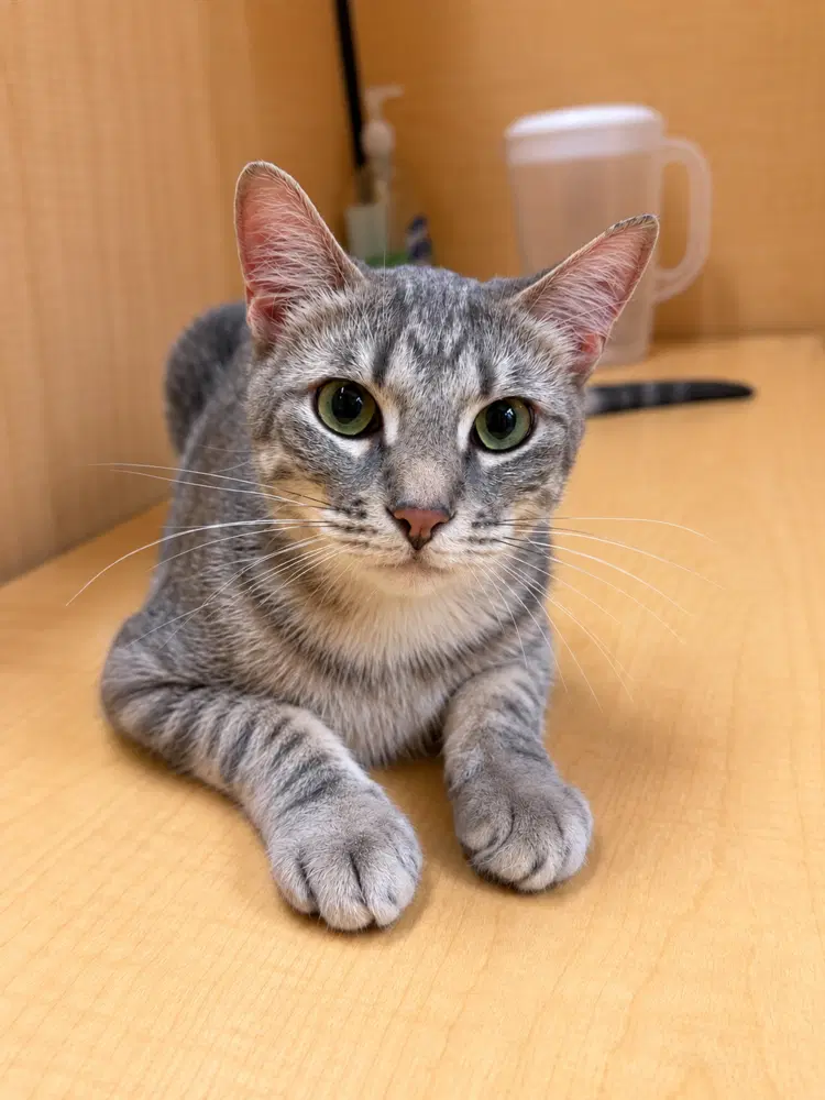 Flora - Domestic Short Hair