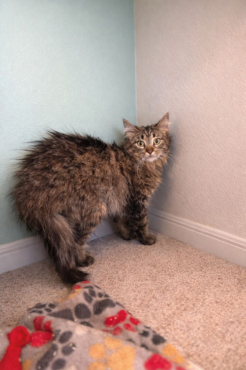 Lauren, an adoptable Maine Coon in Palatine, IL