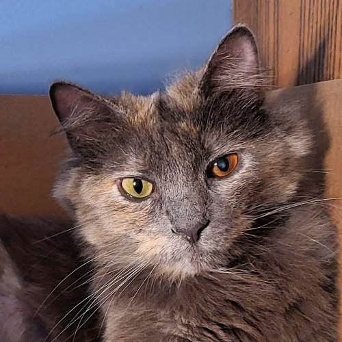 Misty, Adult Domestic Long Hair (long coat), cat for adoption in Kenosha, Wisconsin