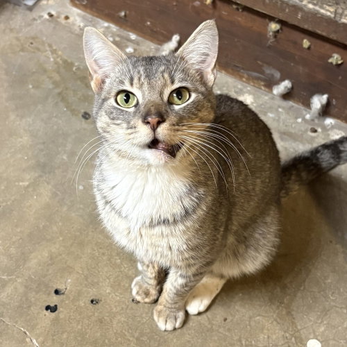 Chance (fka Armin), Young Domestic Short Hair (short coat), cat for adoption in Arlington Heights, Illinois
