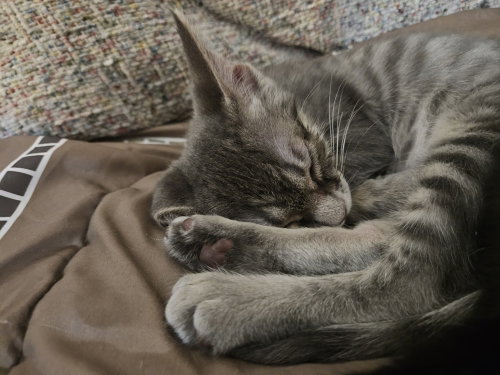 Adeline photo 2