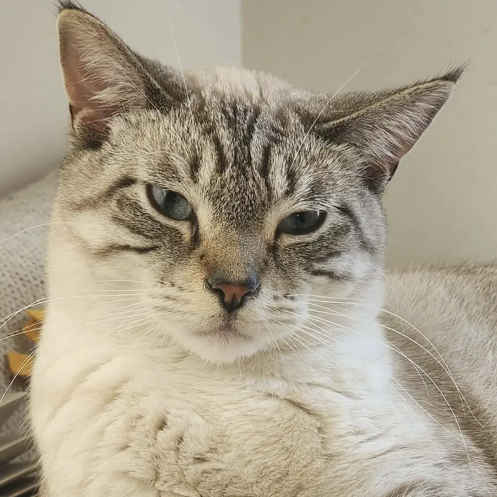 Casper - Siamese