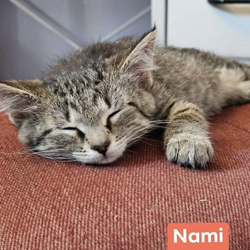 Nami photo 3